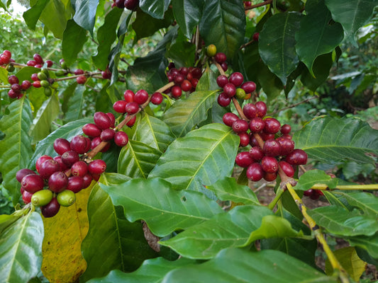 Finca San Isidro - anacafe