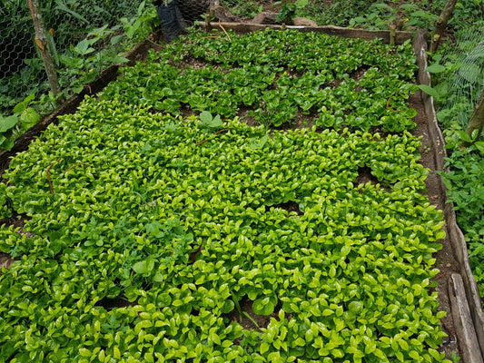 Finca San Isidro - CR95