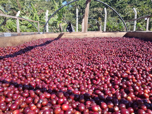Finca La Dalia
